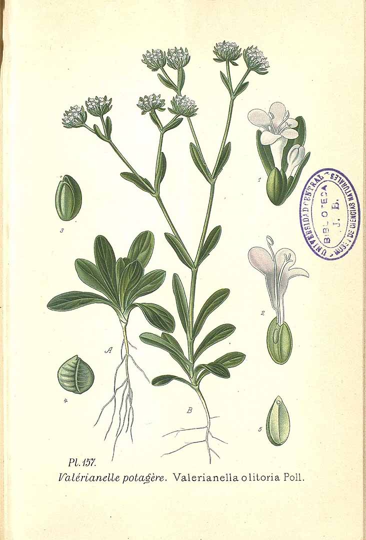 Illustration Valerianella locusta, Par Masclef, A., Atlas des plantes de France (1890-1893) Atlas Pl. France vol. 2 t. 157, via plantillustrations 