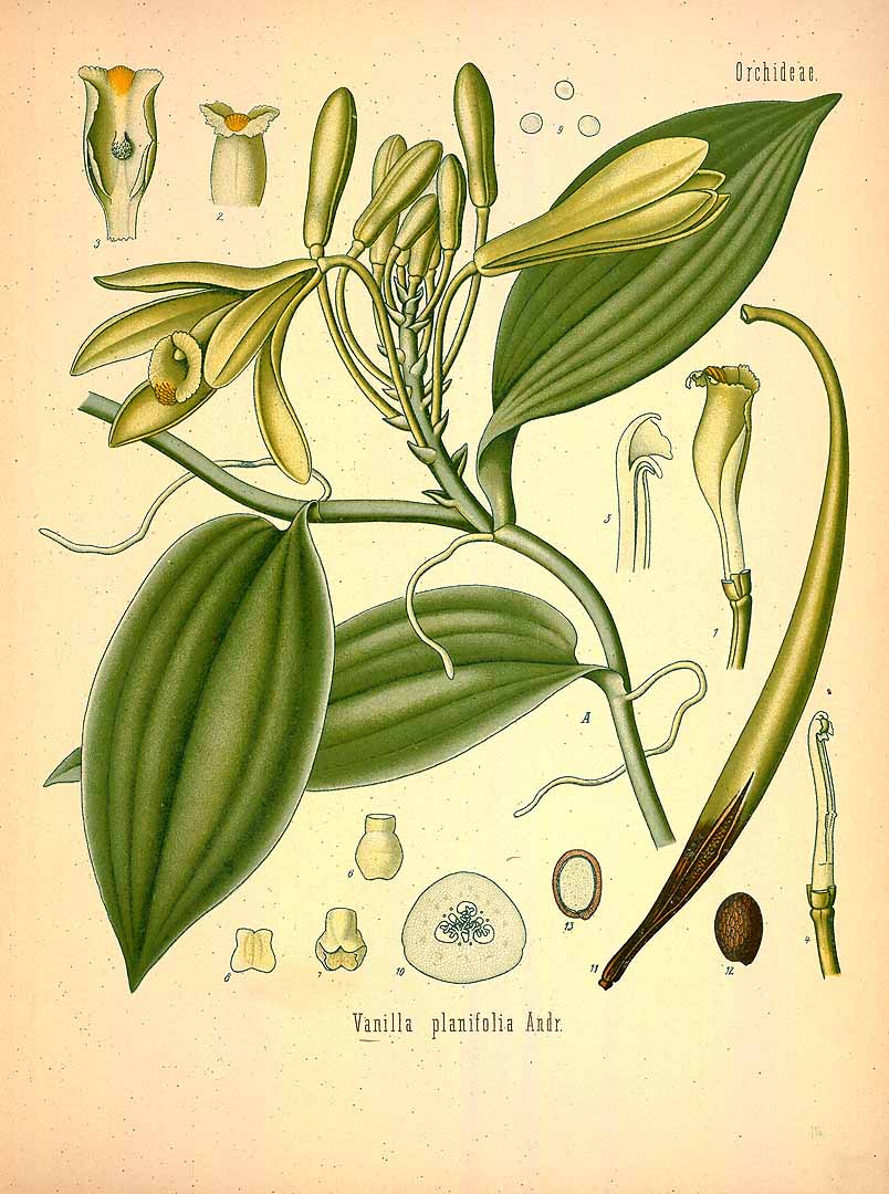 Illustration Vanilla planifolia, Par Köhler, F.E., Köhler's Medizinal Pflanzen (1883-1914) Med.-Pfl. vol. 2 (1890) t. 114, via plantillustrations 