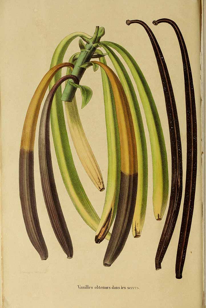 Illustration Vanilla planifolia, Par Annales de la Société royale d'Agriculture et de Botanique de Gand [ed. C. Morren] (1845-1849) Ann. Soc. Roy. Agric. Gand vol. 5 (1849) t. 235, via plantillustrations 