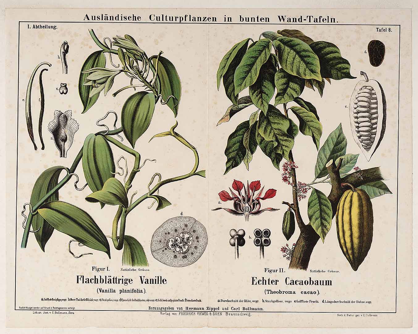 Illustration Vanilla planifolia, Par Ausländische Culturpflanzen in bunten Wand-Tafeln  t. 8	f. I, via plantillustrations 