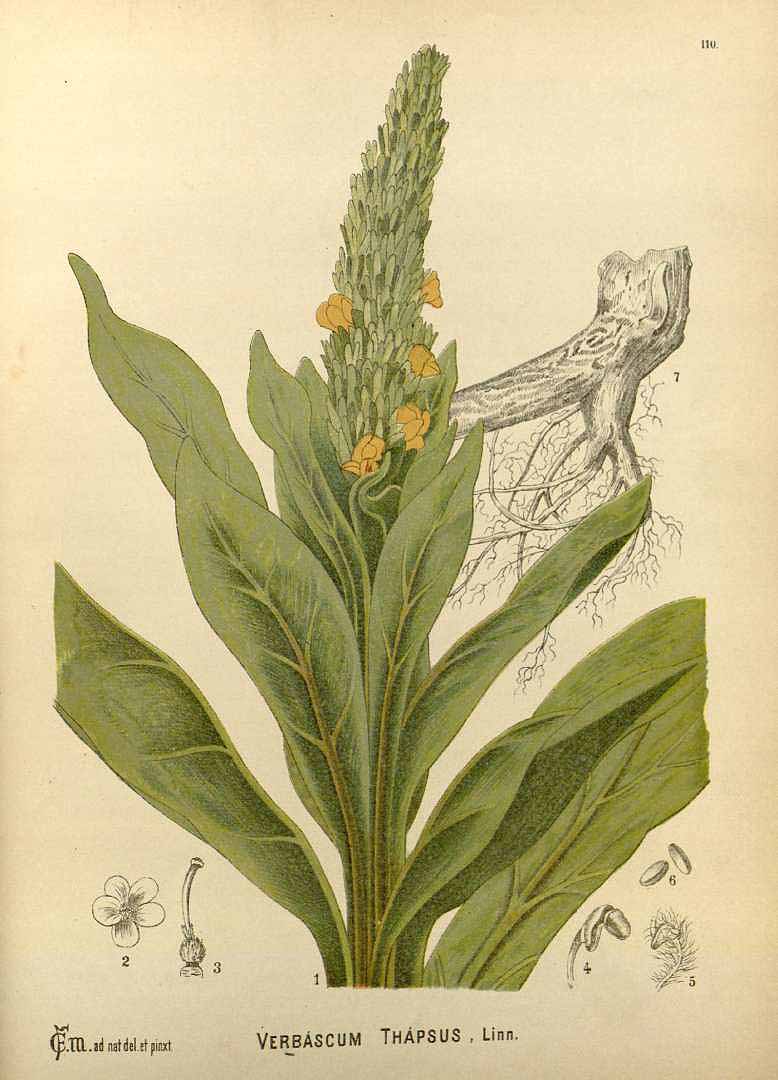 Illustration Verbascum thapsus, Par Millspaugh, C.F., American medicinal plants (1882-1887) Amer. Medic. Pl. vol. 2 (1892) t. 110, via plantillustrations 