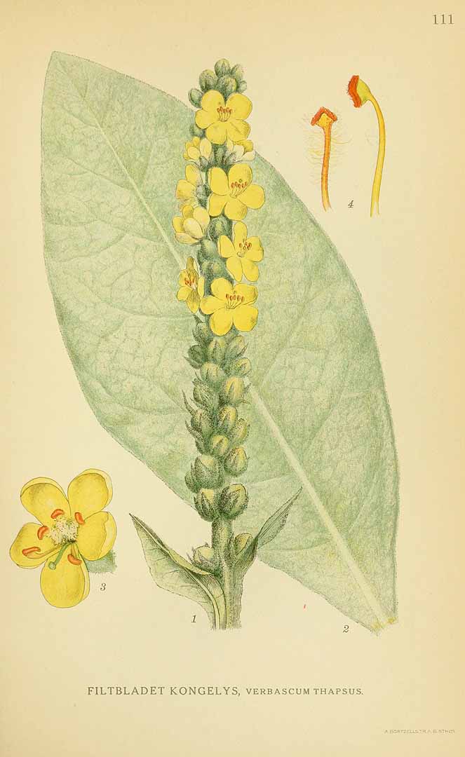 Illustration Verbascum thapsus, Par Lindman, C.A.M., Bilder ur Nordens Flora Bilder Nordens Fl. vol. 1 (1922) t. 111, via plantillustrations 