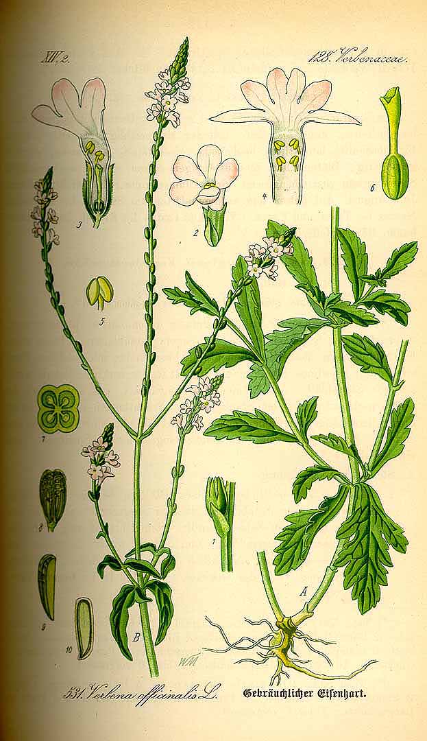 Illustration Verbena officinalis, Par Thomé, O.W., Flora von Deutschland Österreich und der Schweiz (1886-1889) Fl. Deutschl. vol. 4 (1885) t. 531, via plantillustrations 