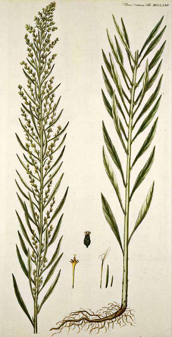Illustration Conyza canadensis, Par Oeder G.C. (Flora Danica, Hft 22, t. 1274, 1761-1883), via plantillustrations 