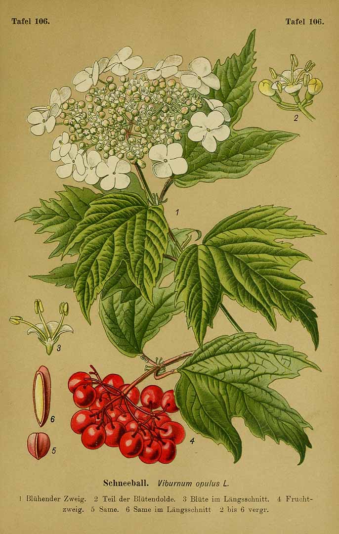 Illustration Viburnum opulus, Par Esser, P.H.H., Giftpflanzen Deutschlands (1910) Giftpfl. Deutschl. t. 106, via plantillustrations 