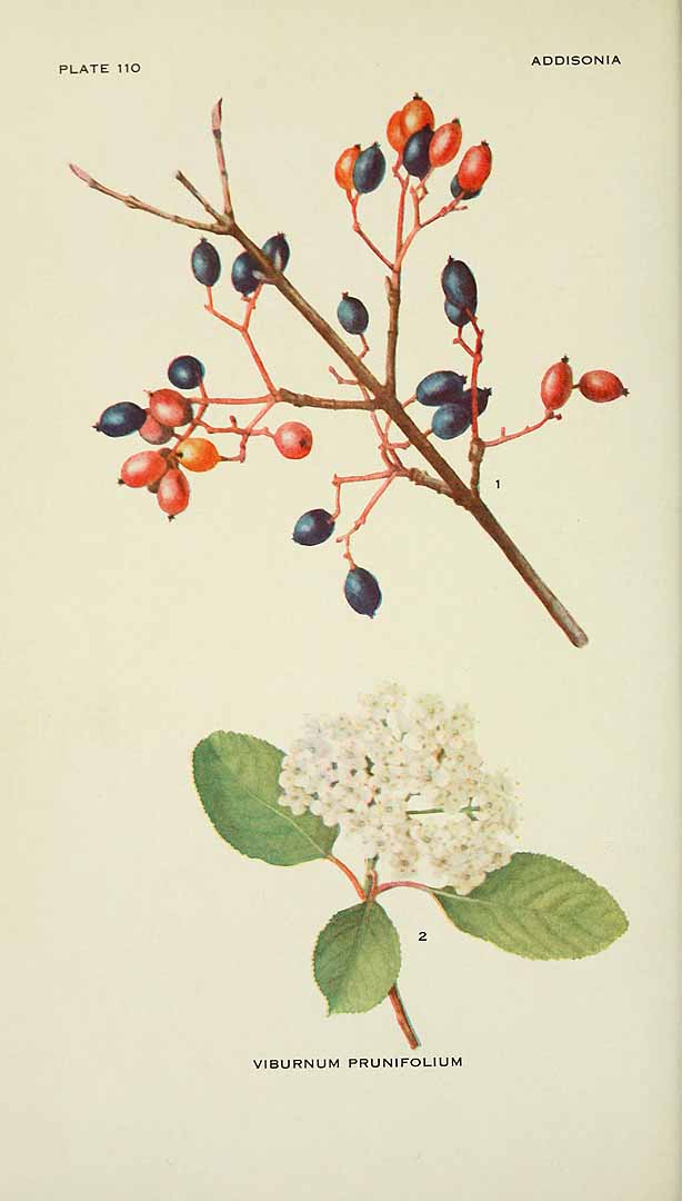 Illustration Viburnum prunifolium, Par Addisonia (1916-1964) Addisonia vol. 3 (1918) t. 110, via plantillustrations 