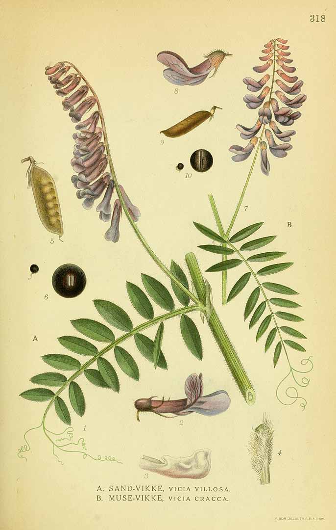 Illustration Vicia cracca, Par Lindman, C.A.M., Bilder ur Nordens Flora Bilder Nordens Fl. vol. 2 (1922) t. 318, via plantillustrations 