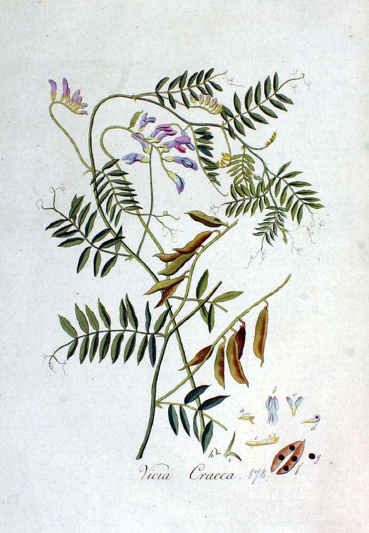 Illustration Vicia cracca, Par Kops, J., Flora Batava (1800-1934) Fl. Bat. vol. 3 (1814) t. 178, via plantillustrations 