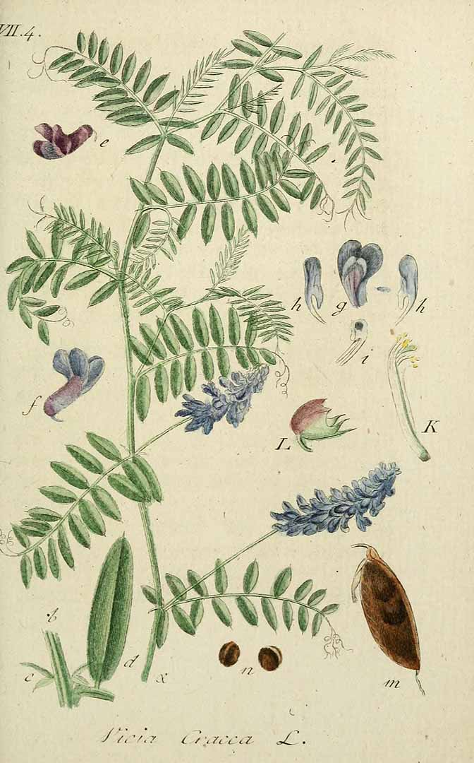 Illustration Vicia cracca, Par Sturm, J., Sturm, J.W., Deutschlands flora (1798-1855) Deutschl. Fl. vol. 8 (1810) t. 38] , via plantillustrations 