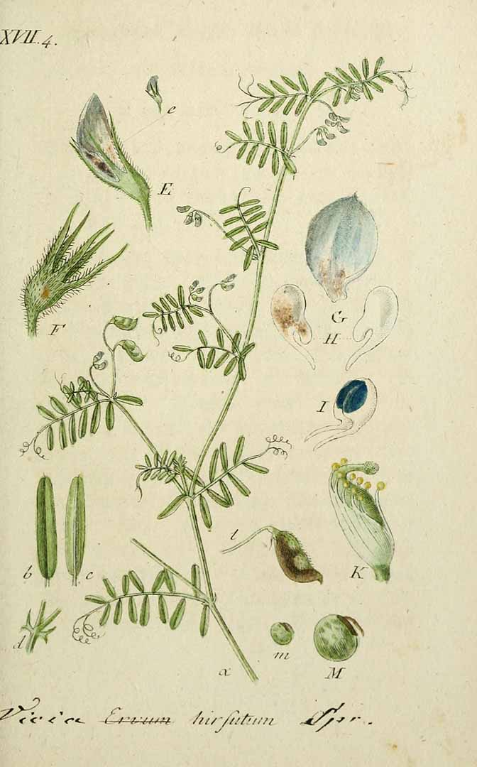 Illustration Vicia hirsuta, Par Sturm, J., Sturm, J.W., Deutschlands flora (1798-1855) Deutschl. Fl. vol. 8 (1810) t. 60] , via plantillustrations 