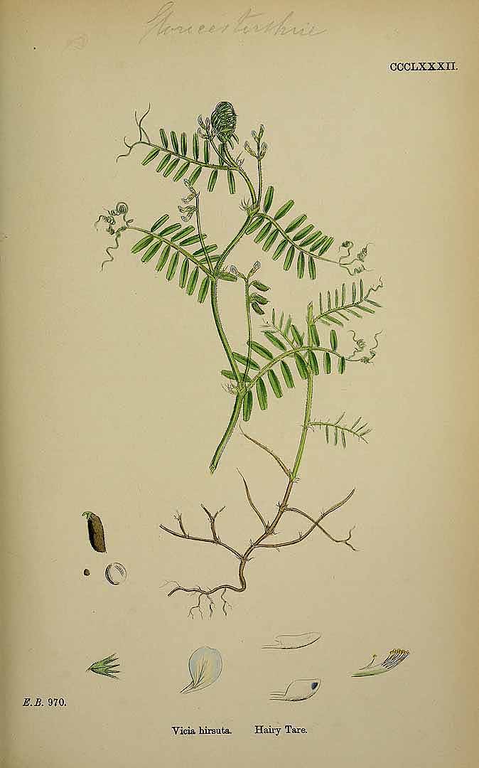 Illustration Vicia hirsuta, Par Smith, J.E., English botany, or coloured figures of British plants, ed. 3 [B] [J.E. Sowerby et al] (1863-1899) Engl. Bot., ed. 3 vol. 3 (1864) t. 382, via plantillustrations 