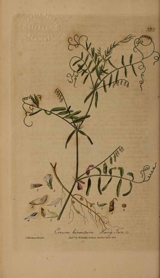 Illustration Vicia hirsuta, Par Baxter, W., British phaenogamous botany (1834-1843) Brit. Phaen. Bot. vol. 5 [tt. 321-400] t. 322, via plantillustrations 