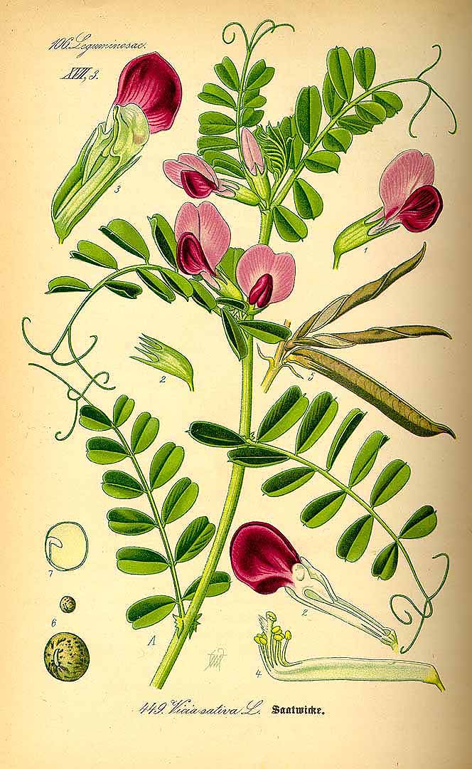 Illustration Vicia sativa, Par Thomé, O.W., Flora von Deutschland Österreich und der Schweiz (1886-1889) Fl. Deutschl. vol. 3 (1885) t. 449, via plantillustrations 