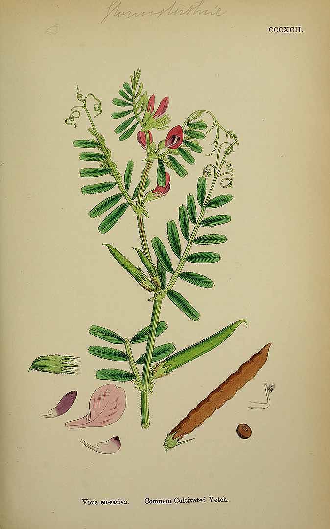 Illustration Vicia sativa, Par Smith, J.E., English botany, or coloured figures of British plants, ed. 3 [B] [J.E. Sowerby et al] (1863-1899) Engl. Bot., ed. 3 vol. 3 (1864) t. 392, via plantillustrations 