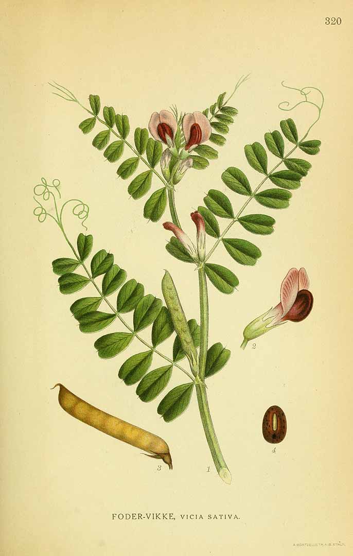 Illustration Vicia sativa, Par Lindman, C.A.M., Bilder ur Nordens Flora Bilder Nordens Fl. vol. 2 (1922) t. 320, via plantillustrations 