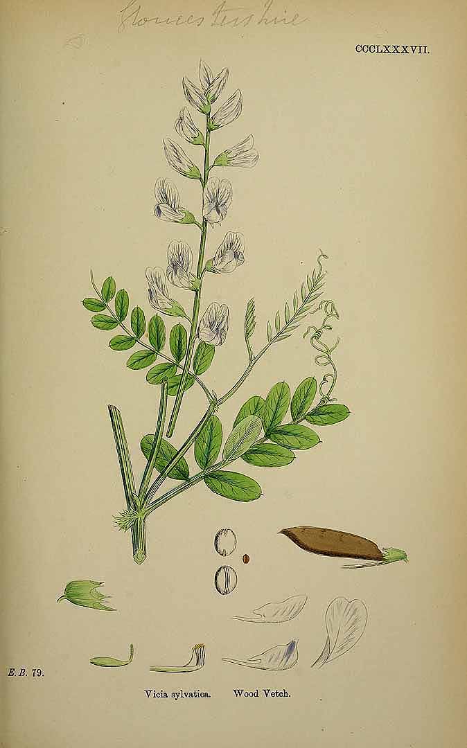 Illustration Vicia sylvatica, Par Smith, J.E., English botany, or coloured figures of British plants, ed. 3 [B] [J.E. Sowerby et al] (1863-1899) Engl. Bot., ed. 3 vol. 3 (1864) t. 387, via plantillustrations 