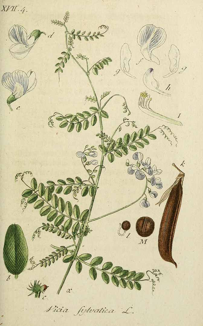 Illustration Vicia sylvatica, Par Sturm, J., Sturm, J.W., Deutschlands flora (1798-1855) Deutschl. Fl. vol. 8 (1810) t. 35] , via plantillustrations 