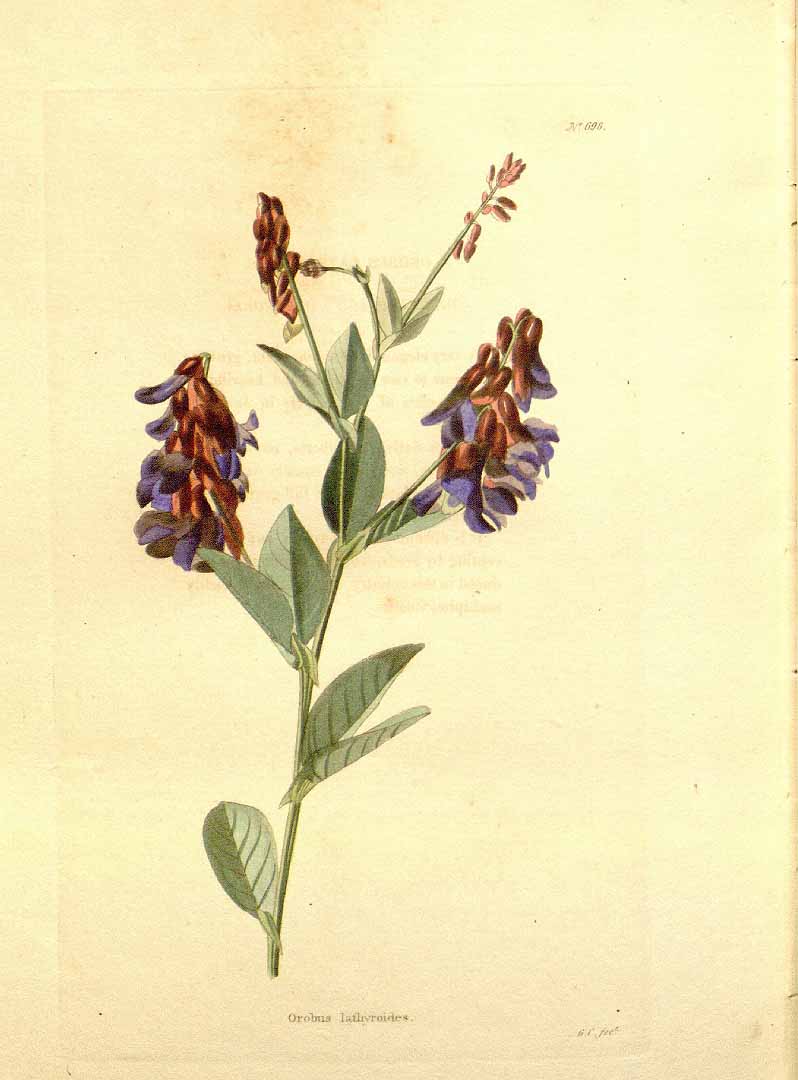 Illustration Vicia unijuga, Par Loddiges, C.L., botanical cabinet [C. Loddiges] (1817-1833) Bot. Cab. vol. 7 (1822) [tt. 601-700] t. 698, via plantillustrations 
