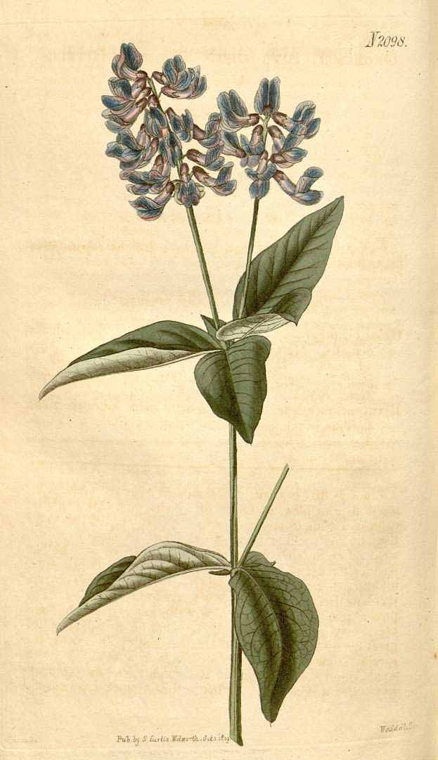 Illustration Vicia unijuga, Par Curtis, W., Botanical Magazine (1800-1948) Bot. Mag. vol. 46 (1819) [tt. 2023-2104] t. 2098, via plantillustrations 