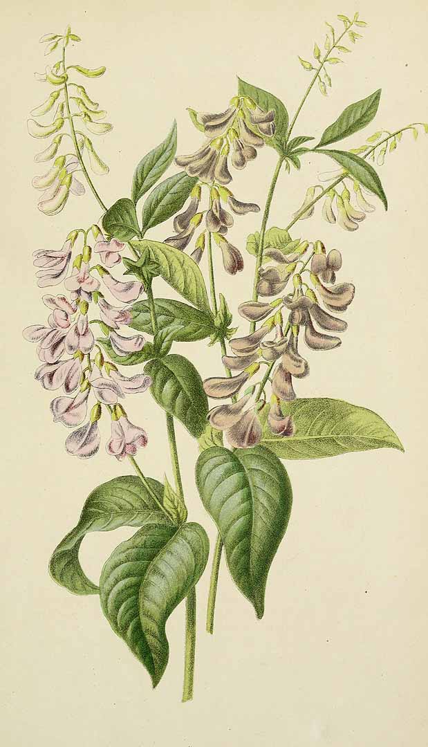 Illustration Vicia unijuga, Par Belgique horticole, journal des jardins et des vergers (1851-1885) Belgique Hort. vol. 19 (1869) t. 3	p. 24 , via plantillustrations 