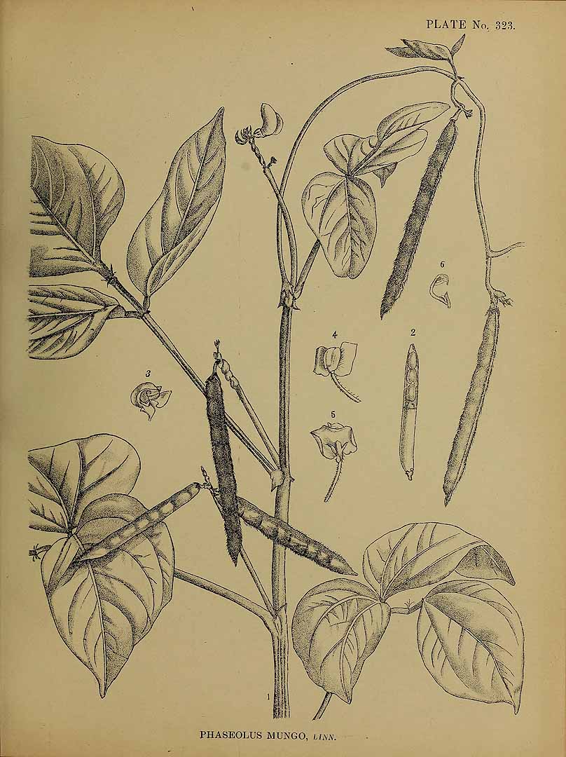 Illustration Vigna mungo, Par Kirtikar, K.R., Basu, B.D., Indian medicinal plants, Plates (1918) Ind. Med. Pl., Plates vol. 2 (1918) t. 323, via plantillustrations 