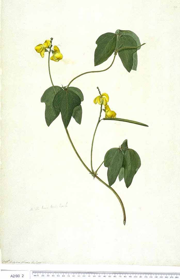 Illustration Vigna radiata, Par Natural History Museum, London Nat. Hist. Mus., London, via plantillustrations 