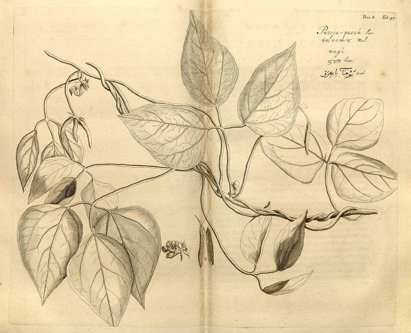 Illustration Vigna radiata, Par Rheede tot Drakestein, H.A. van, Hortus Indicus Malabaricus (1678-1703) Hort. Ind. Malab. vol. 8 (1688) t. 37, via plantillustrations 