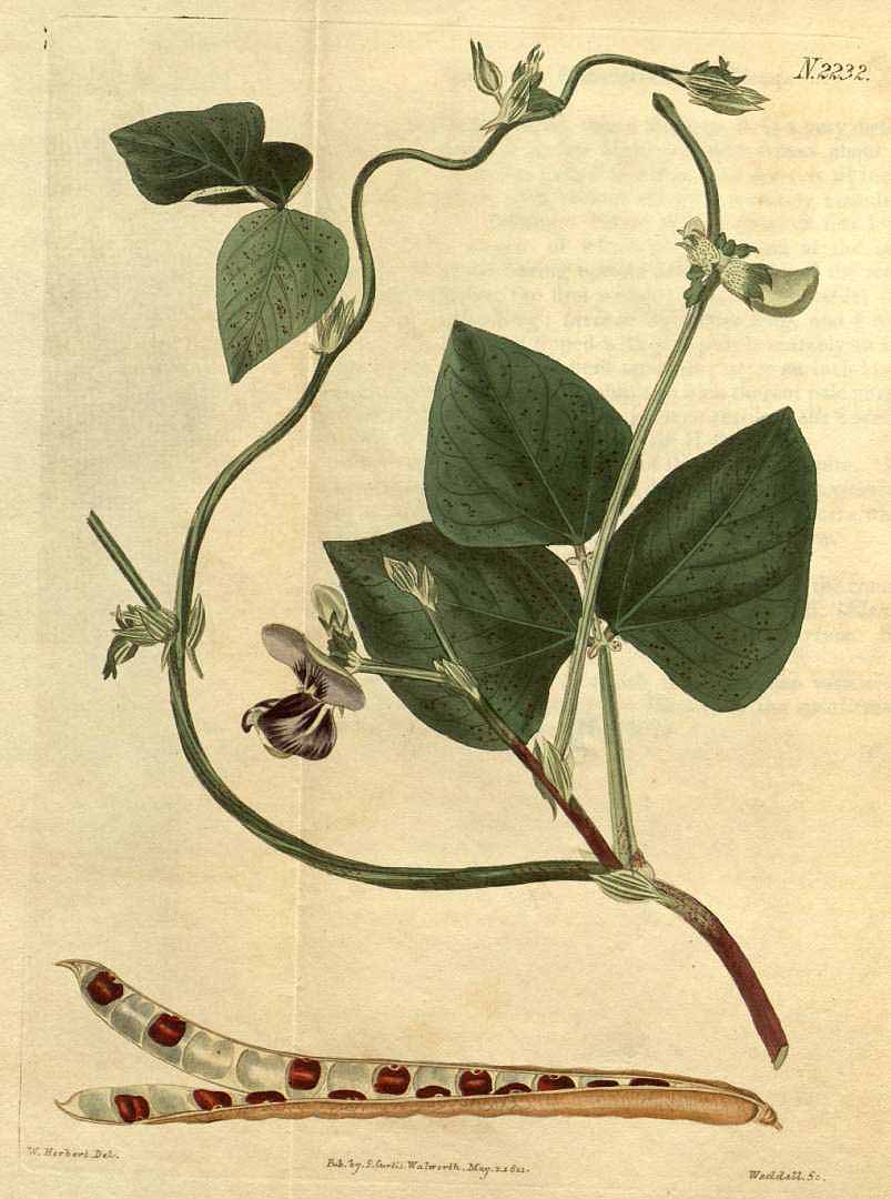 Illustration Vigna unguiculata, Par Curtis, W., Botanical Magazine (1800-1948) Bot. Mag. vol. 48 (1821) [tt. 2189-2274] t. 2232, via plantillustrations 
