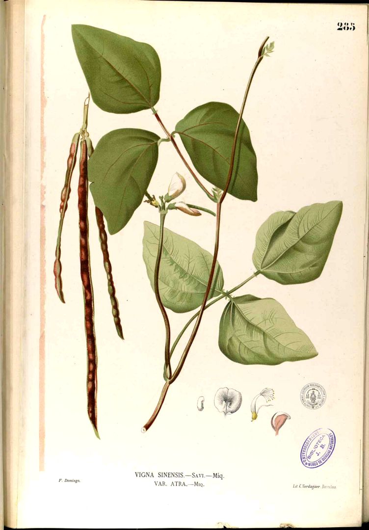 Illustration Vigna unguiculata, Par Blanco, M., Flora de Filipinas, ed. 3 (1877-1883) Fl. Filip., ed. 3 t. 285	, via plantillustrations 