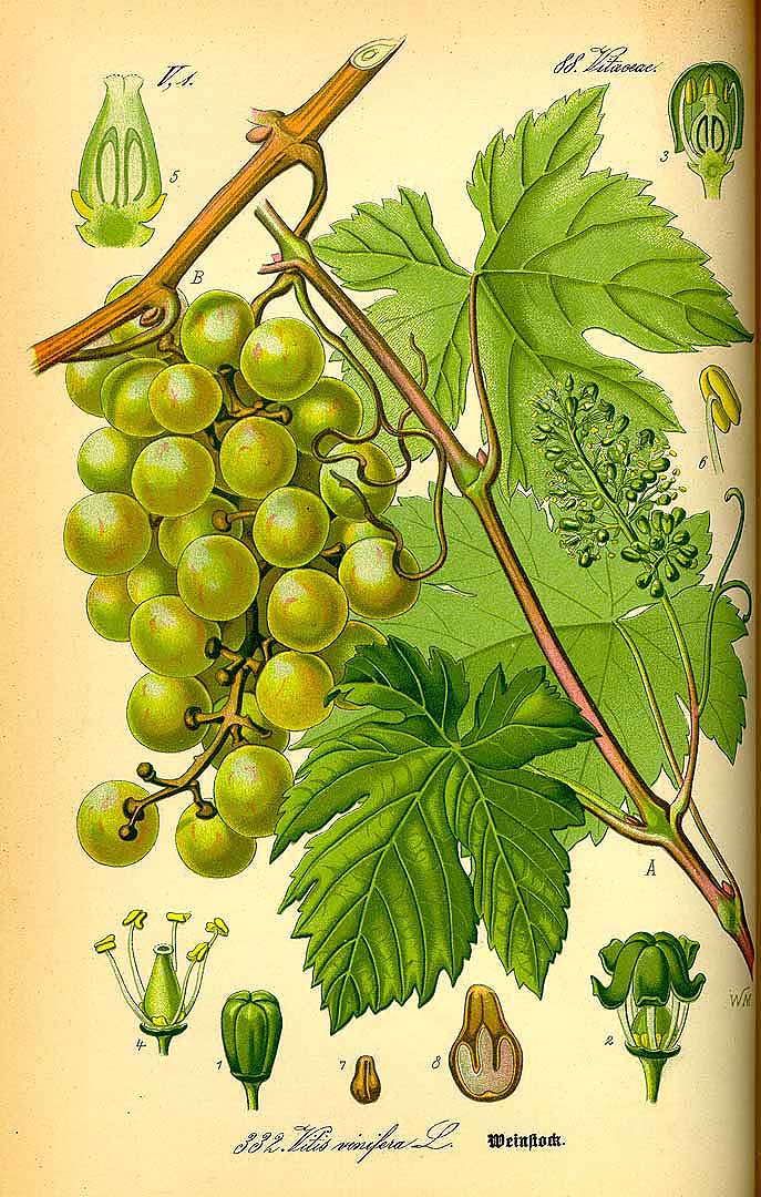 Illustration Vitis vinifera, Par Thomé, O.W., Flora von Deutschland Österreich und der Schweiz (1886-1889) Fl. Deutschl., via plantillustrations 