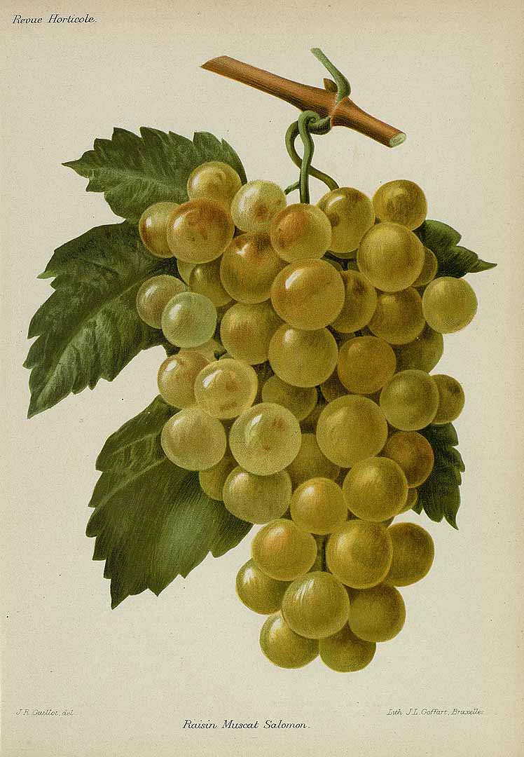 Illustration Vitis vinifera, Par Revue horticole, sér. 4 (1852-1974) Rev. Hort. (Paris), ser. 4, via plantillustrations 