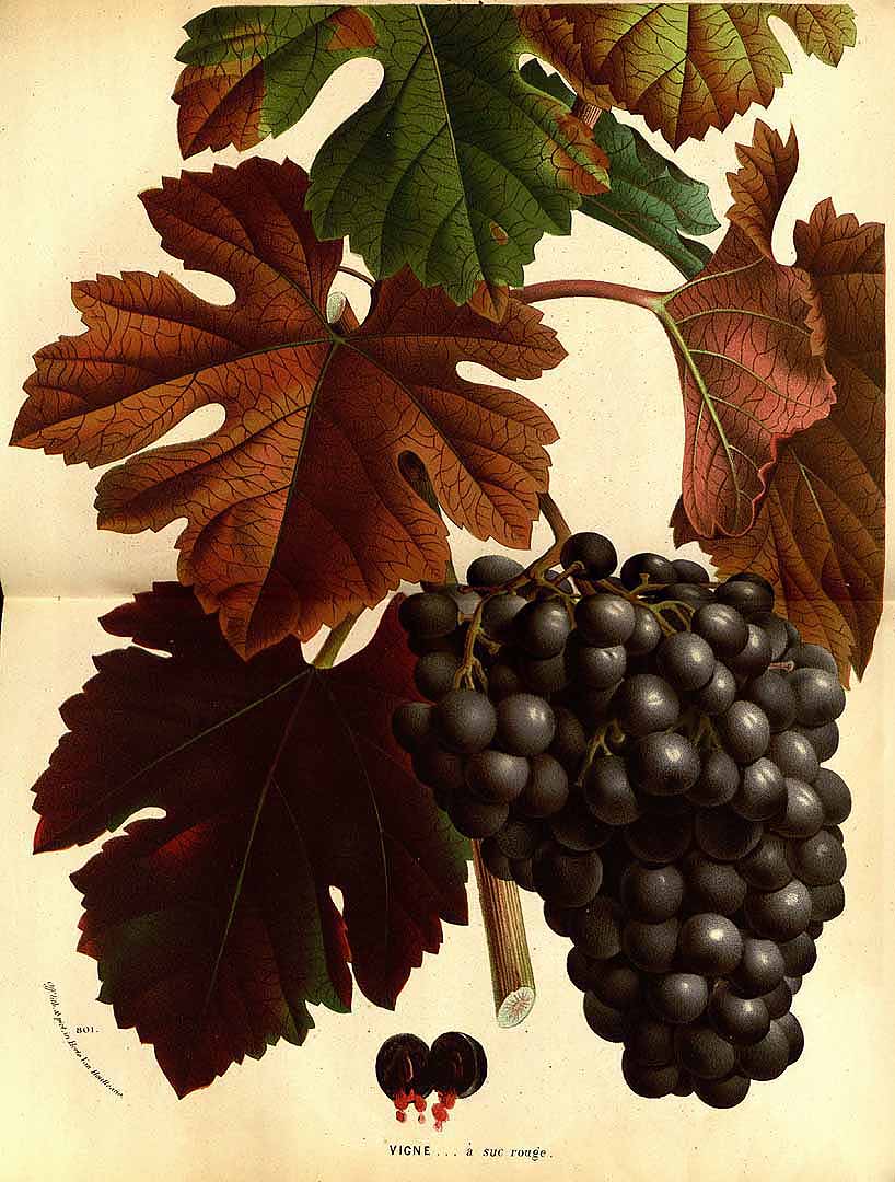 Illustration Vitis vinifera, Par Van Houtte, L.B., Flore des serres et des jardin de l?Europe (1845-1880) Fl. Serres, via plantillustrations 