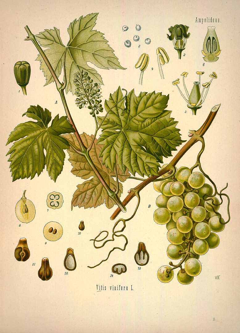 Illustration Vitis vinifera, Par Kohler, F.E., Kohler?s Medizinal Pflanzen (1883-1914) Med.-Pfl., via plantillustrations 