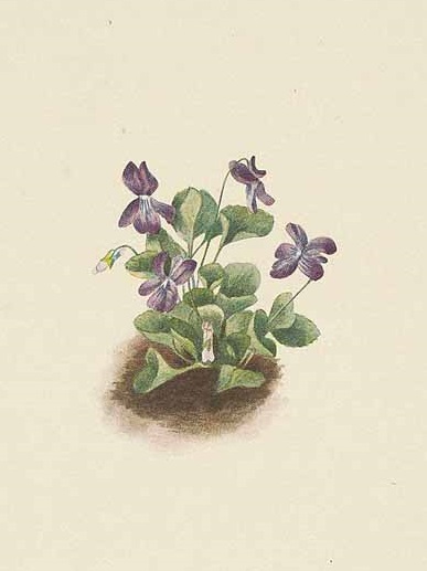 Illustration Viola adunca, Par Walcott, M.V., North American wild flowers (1925-1927) N. Amer. Wild Fl. vol. 3 t. 181, via plantillustrations 