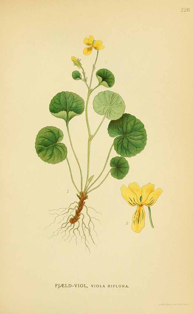 Illustration Viola biflora, Par Lindman, C.A.M., Bilder ur Nordens Flora Bilder Nordens Fl. vol. 2 (1922) t. 226, via plantillustrations 