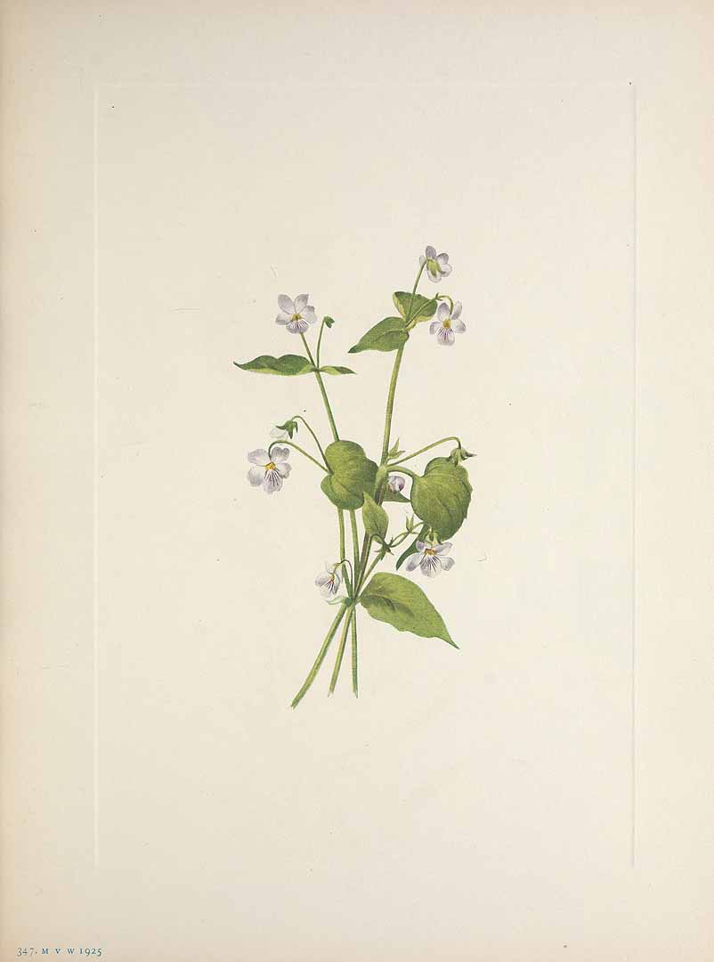 Illustration Viola canadensis, Par Walcott, M.V., North American wild flowers (1925-1927) N. Amer. Wild Fl. vol. 5 t. 347, via plantillustrations 