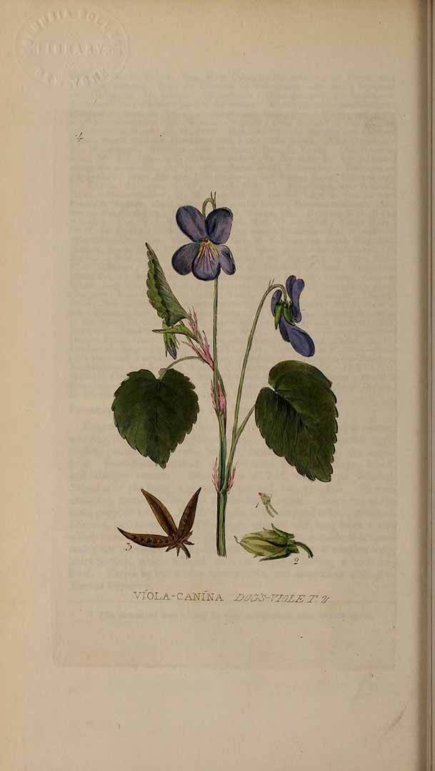 Illustration Viola canina, Par Baxter, W., British phaenogamous botany (1834-1843) Brit. Phaen. Bot. vol. 1 (1834) t. 4, via plantillustrations 