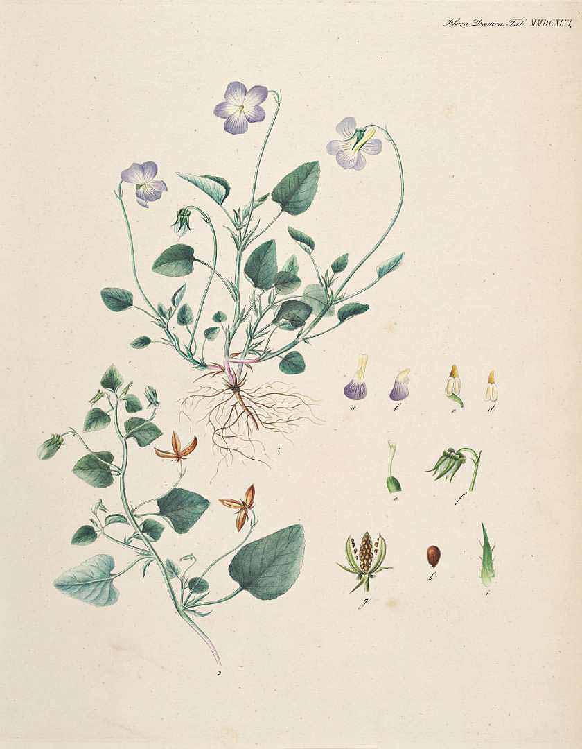 Illustration Viola canina, Par Oeder, G.C., Flora Danica (1761-1861) Fl. Dan. vol. 15 (1852-1861) [tt. 2521-2700] t. 2646, via plantillustrations 