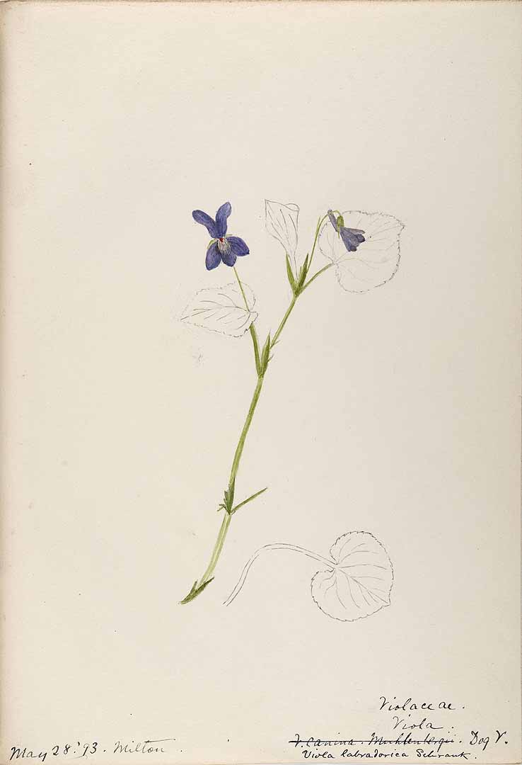 Illustration Viola labradorica, Par Sharp, Helen, Water-color sketches of American plants, especially New England (1888-1910) Water-color Sketches Amer. Pl., via plantillustrations 