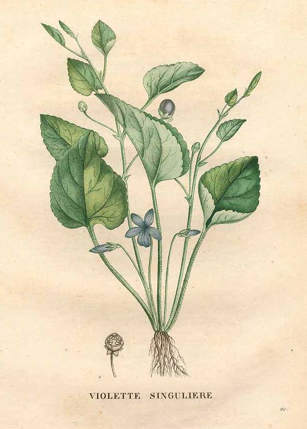 Illustration Viola mirabilis, Par Jaume Saint-Hilaire, J.H., flore et la pomone françaises (1828-1833) Fl. Pom. Franç. vol. 3 (1830) t. 201, via plantillustrations 