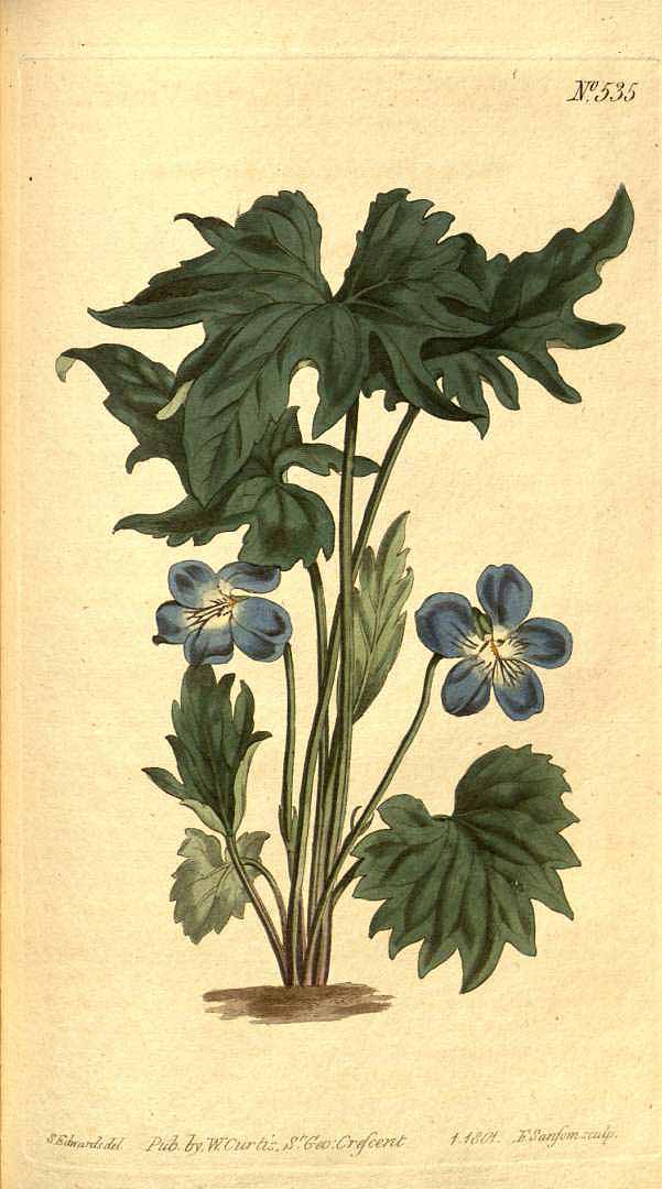 Illustration Viola palmata, Par Curtis, W., Botanical Magazine (1800-1948) Bot. Mag. vol. 15 (1801) [tt. 505-548] t. 535, via plantillustrations 