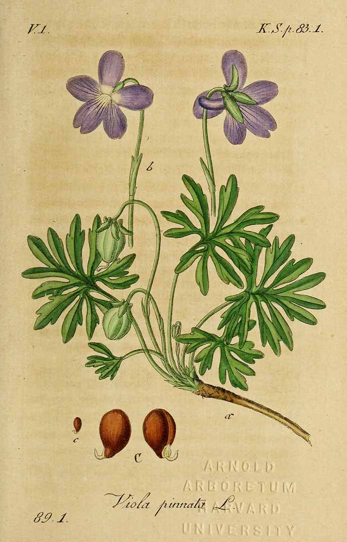 Illustration Viola pinnata, Par Sturm, J., Sturm, J.W., Deutschlands flora (1798-1855) Deutschl. Fl. vol. 20 (1845) t. 1] , via plantillustrations 
