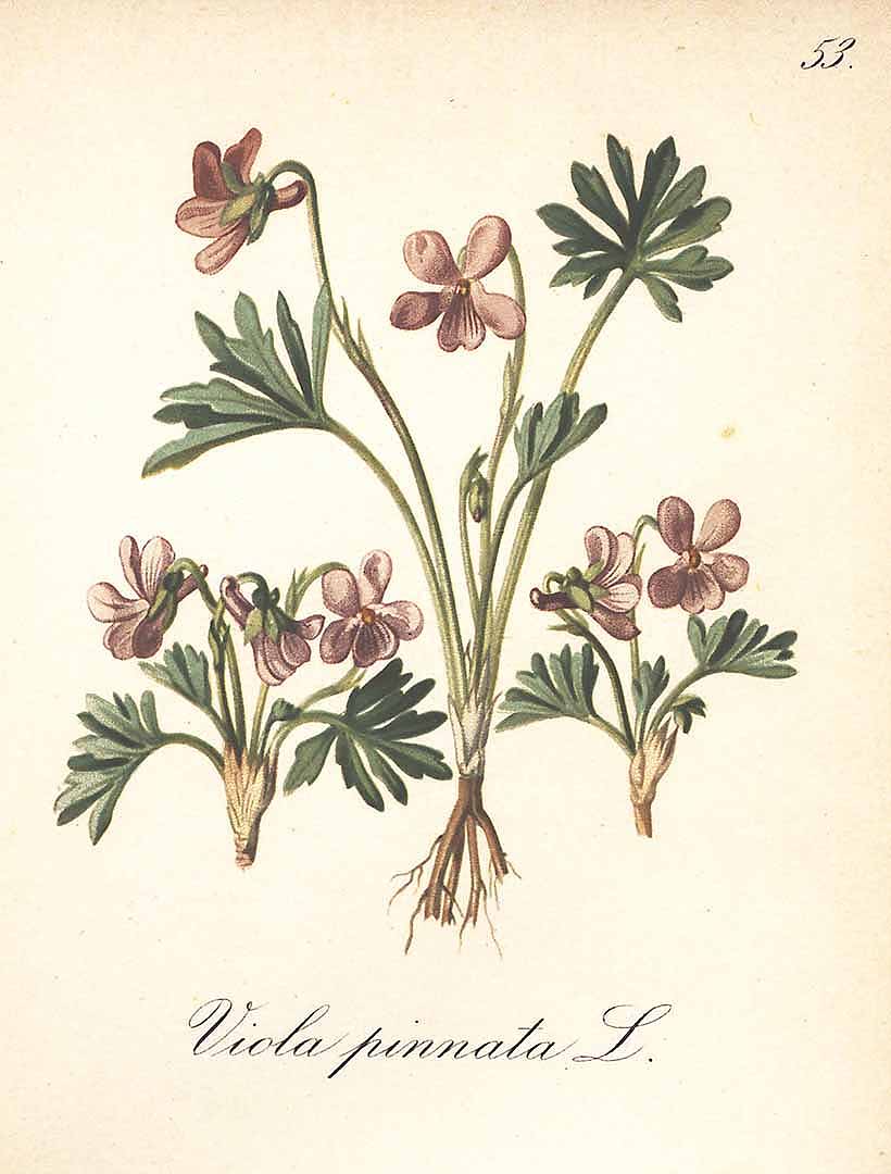 Illustration Viola pinnata, Par Seboth, J., Graf, F., Alpenpflanzen nach der Natur gemalt (1879) Alpenpfl. vol. 4 (1883) t. 53, via plantillustrations 