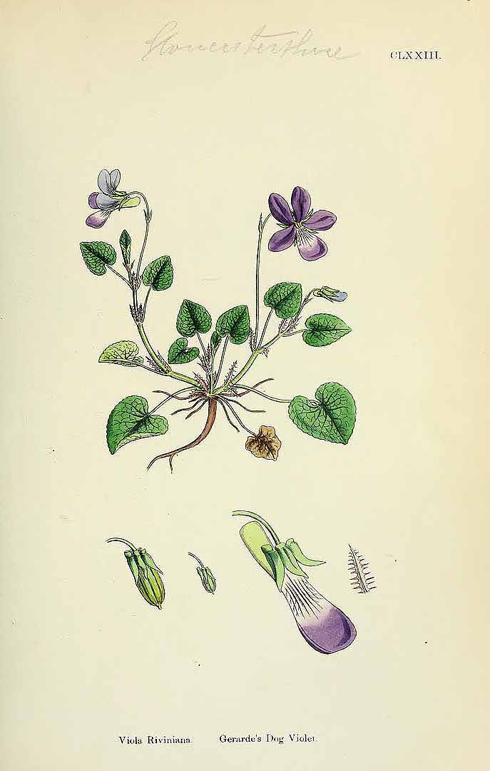 Illustration Viola riviniana, Par Smith, J.E., English botany, or coloured figures of British plants, ed. 3 [B] [J.E. Sowerby et al] (1863-1899) Engl. Bot., ed. 3 vol. 2 (1864) t. 173, via plantillustrations 