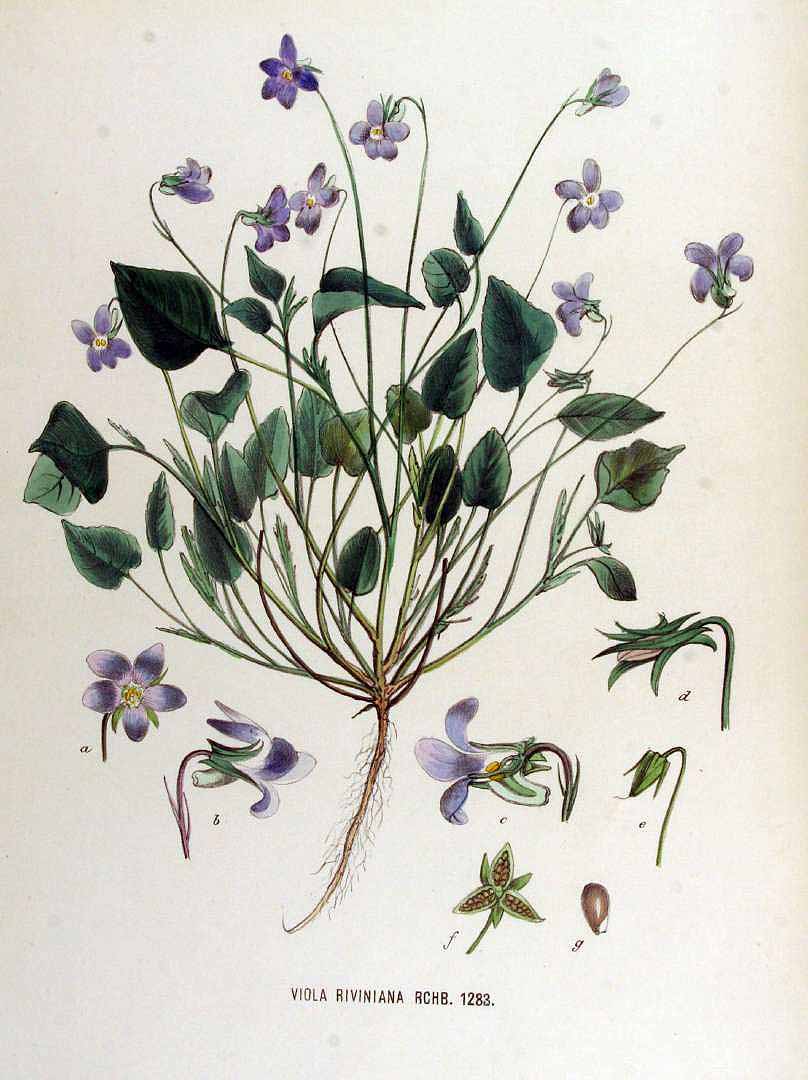 Illustration Viola riviniana, Par Kops, J., Flora Batava (1800-1934) Fl. Bat. vol. 17 (1885) t. 1283, via plantillustrations 