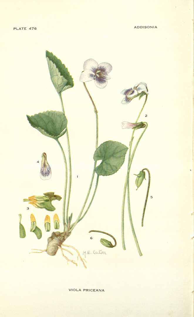 Illustration Viola sororia, Par Addisonia (1916-1964) Addisonia vol. 14 (1929) t. 476, via plantillustrations 