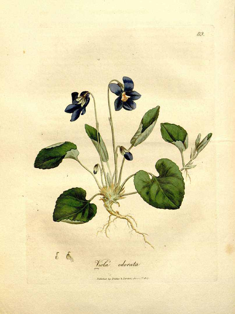 Illustration Viola odorata, Par Woodville, W., Hooker, W.J., Spratt, G., Medical Botany, 3th edition (1832) Med. Bot., ed. 3, via plantillustrations 
