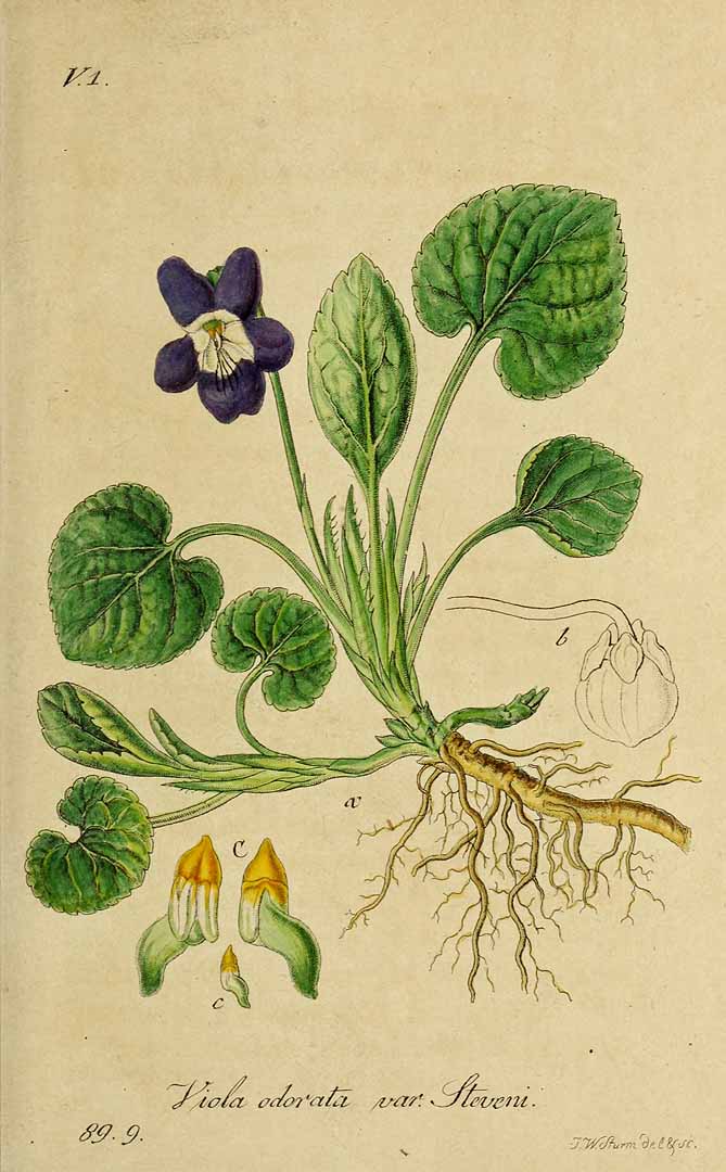 Illustration Viola odorata, Par Sturm, J., Sturm, J.W., Deutschlands flora (1798-1855) Deutschl. Fl., via plantillustrations 