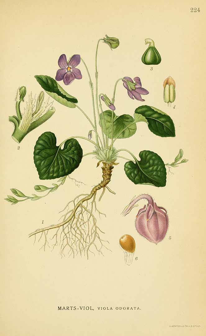 Illustration Viola odorata, Par Lindman, C.A.M., Bilder ur Nordens Flora Bilder Nordens Fl., via plantillustrations 