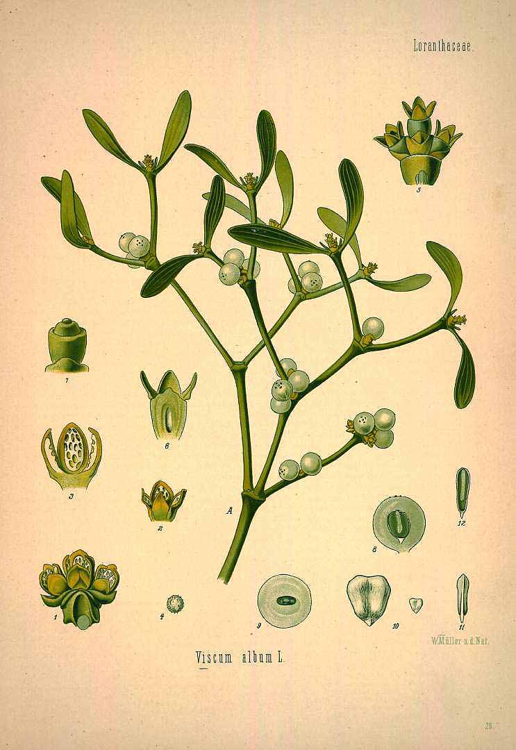 Illustration Viscum album, Par Ko&#776;hler, F.E., Ko&#776;hlers Medizinal Pflanzen (1883-1914) Med.-Pfl. vol. 1 (1887) t. 29, via plantillustrations 